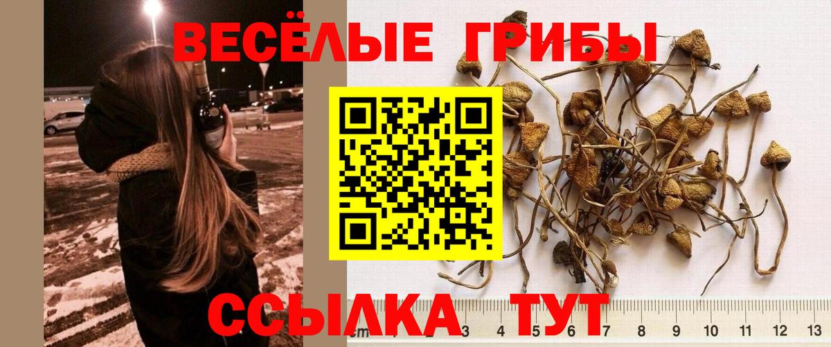 Севастополь  Галлюциногенные грибы Cubensis  Вход с VPN 